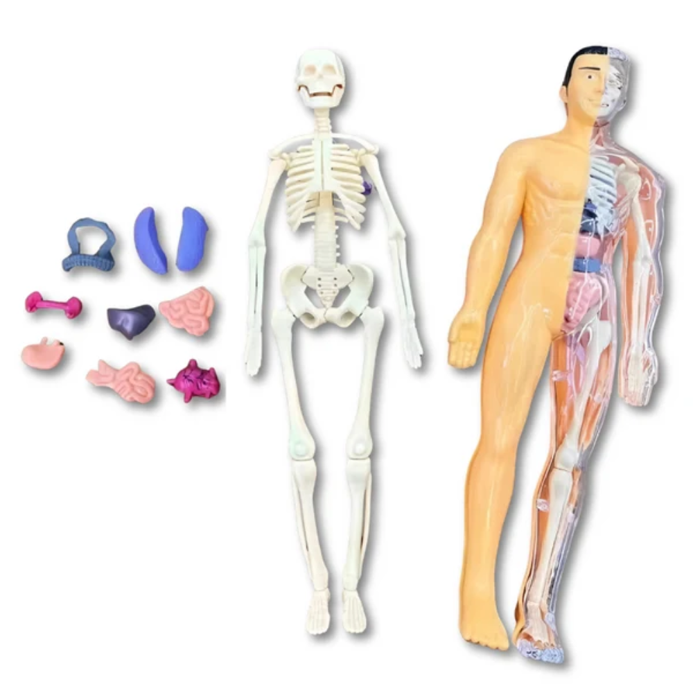 Human Anatomy Model – 3D Educational Body Puzzle for Kids