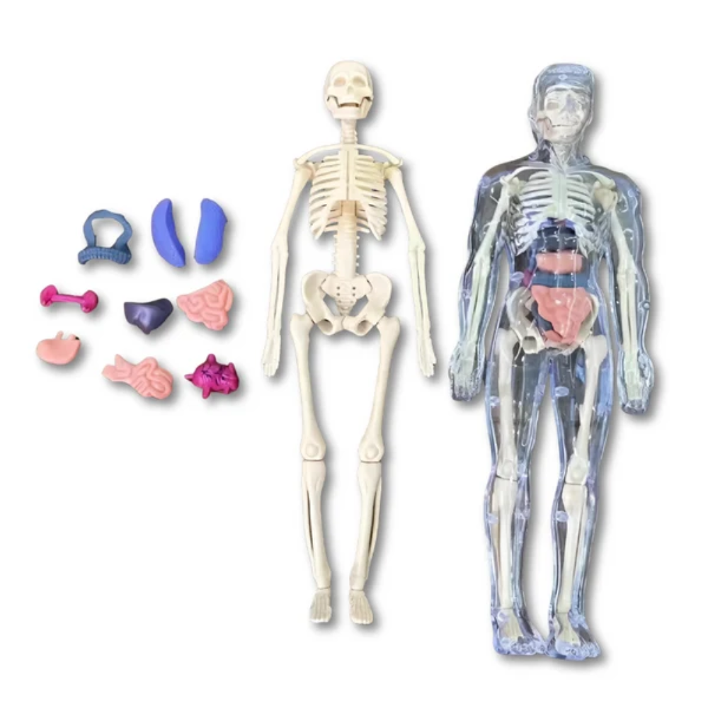 Human Anatomy Model – 3D Educational Body Puzzle for Kids