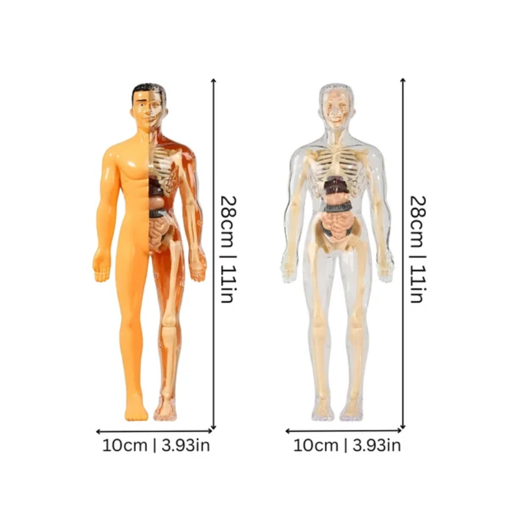 Human Anatomy Model – 3D Educational Body Puzzle for Kids