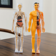Human Anatomy Model – 3D Educational Body Puzzle for Kids