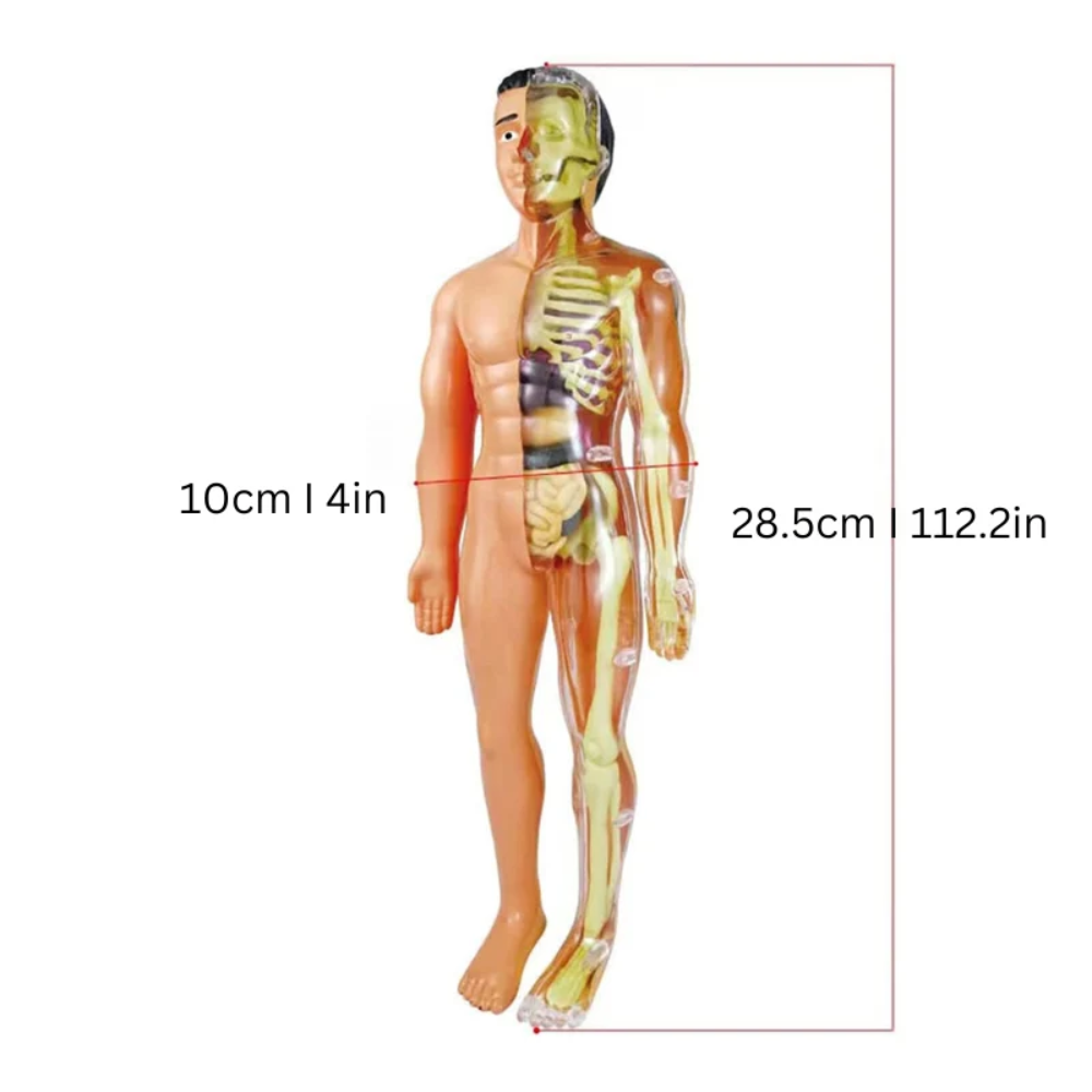 Organix Human Anatomy Model – Educational 3D Body Organ Building Toy for Kids